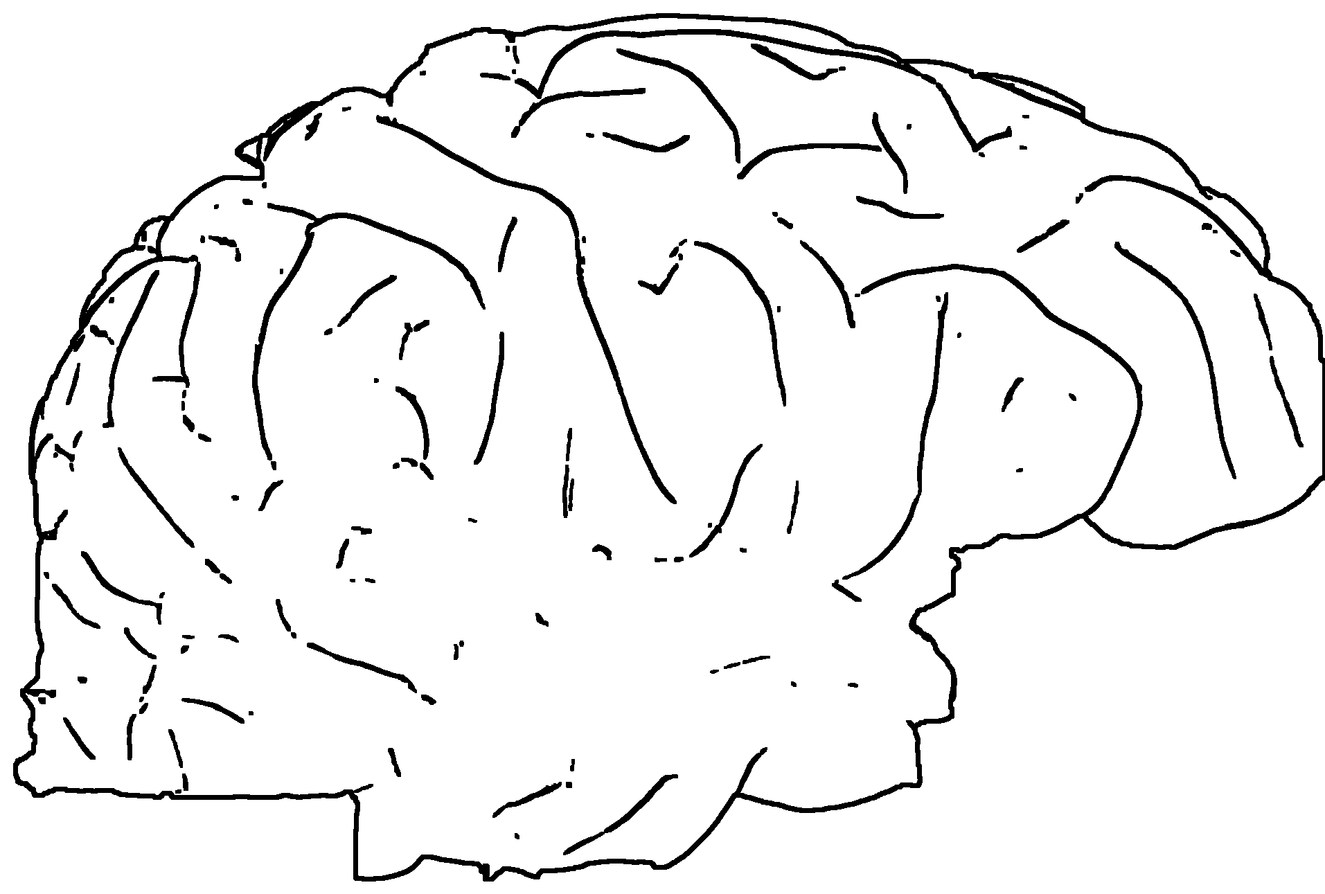 Illustration eines Gehirns